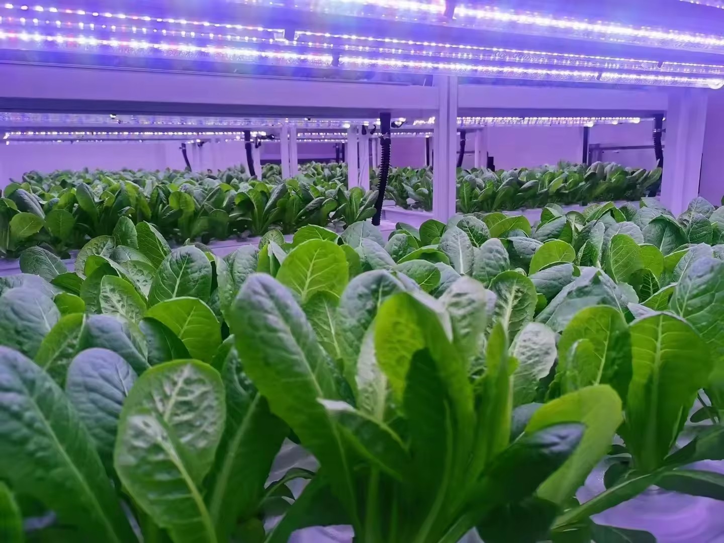 수직농장 수경재배 타워 시스템 실내 재배 선반 온실 농 - Hydroponic Farming Agriculture 리뷰 및 가격