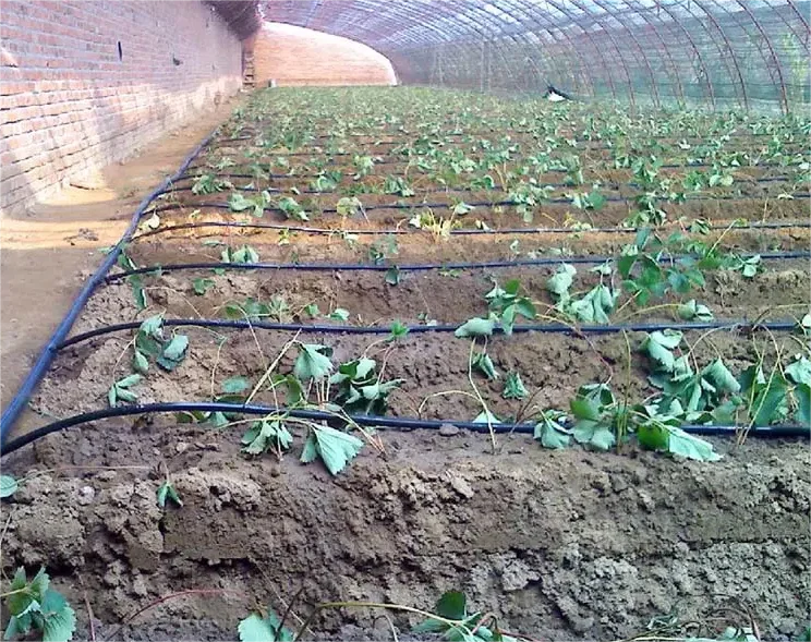1HA 관개 키트 농업용 도구 2000m 16*0.2* - Agriculture Farming System 리뷰 및 가격