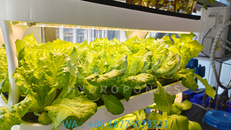 농업 기계로 채소, 상추 및 딸기 재배 수직 시스템 수 - Agriculture Farming System 리뷰 및 가격